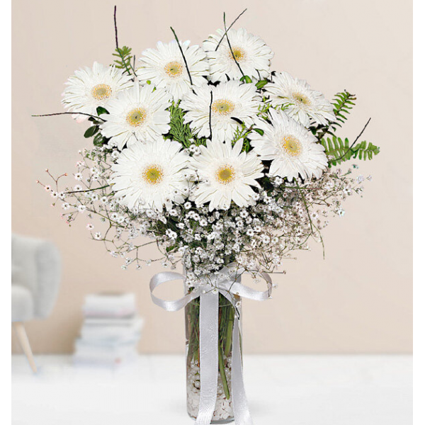 beyaz gerbera